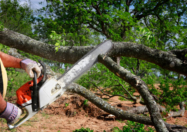 Best Tree Clearing Services  in Weatherby Lake, MO